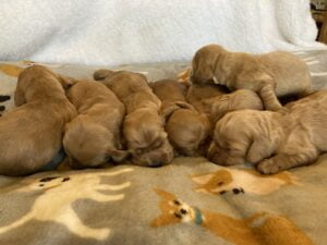 bundle of puppies