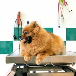 Dog grooming image from Pexels