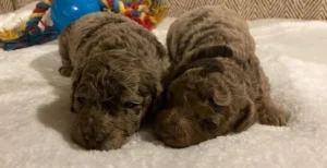 Poodle Pups
