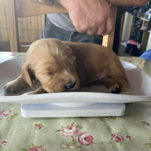 Reapmoor weighing puppy 500x500