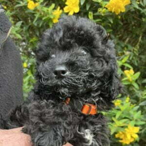 Peggy Yogi 3 - Black Boy - Orange Collar - Poodle