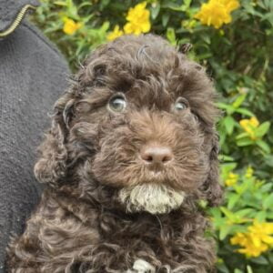 Peggy Yogi 3 - Brown Boy - Green Collar - Poodle