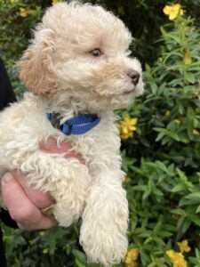 Peggy Yogi 3 - Cream Boy - Blue Collar - Poodle