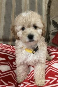 Peggy Yogi 3 - Cream & White Girl - Yellow Collar - Poodle