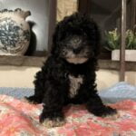 Peggy Yogi 1 - Black Girl - Pink Collar - Poodle