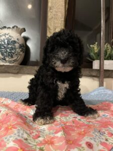 Peggy Yogi 1 - Black Girl - Pink Collar - Poodle
