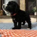 Peggy Yogi 2 - Black Boy - Orange Collar - Poodle