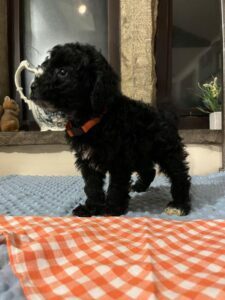 Peggy Yogi 2 - Black Boy - Orange Collar - Poodle