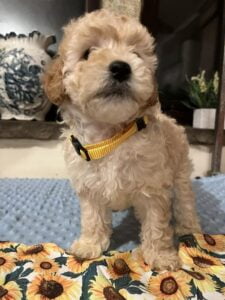 Peggy Yogi 3 - Cream & White Girl - Yellow Collar - Poodle