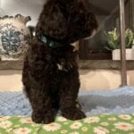 Peggy Yogi 4 - Chocolate Brown Boy - Green Collar - Poodle