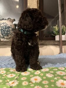 Peggy Yogi 4 - Chocolate Brown Boy - Green Collar - Poodle