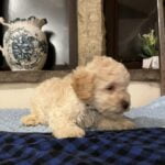 Peggy Yogi 5 - Cream Boy - Blue Collar - Poodle