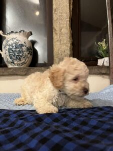 Peggy Yogi 5 - Cream Boy - Blue Collar - Poodle