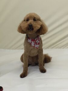 Rusty - Wrenspoodle Bailey - Stud Dog @ Reapmoor Dogs