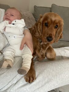 George - a reapmoor dog in his new home