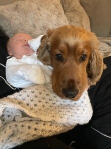 George - a reapmoor dog in his new home