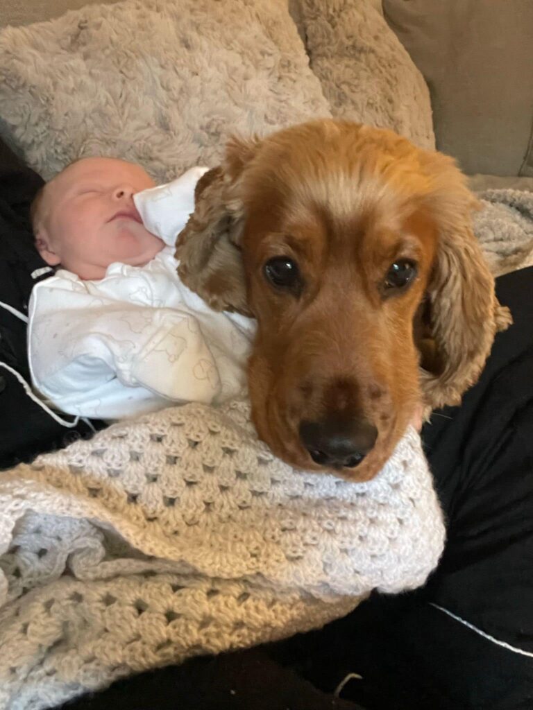 George - a reapmoor dog in his new home