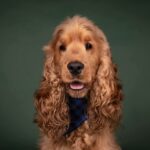 Ralph Pro Photo Front by Kat Reinok Photography