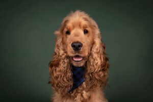 Ralph Pro Photo Front by Kat Reinok Photography