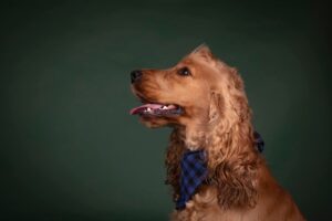 Ralph Pro Photo Side by Kat Reinok Photography