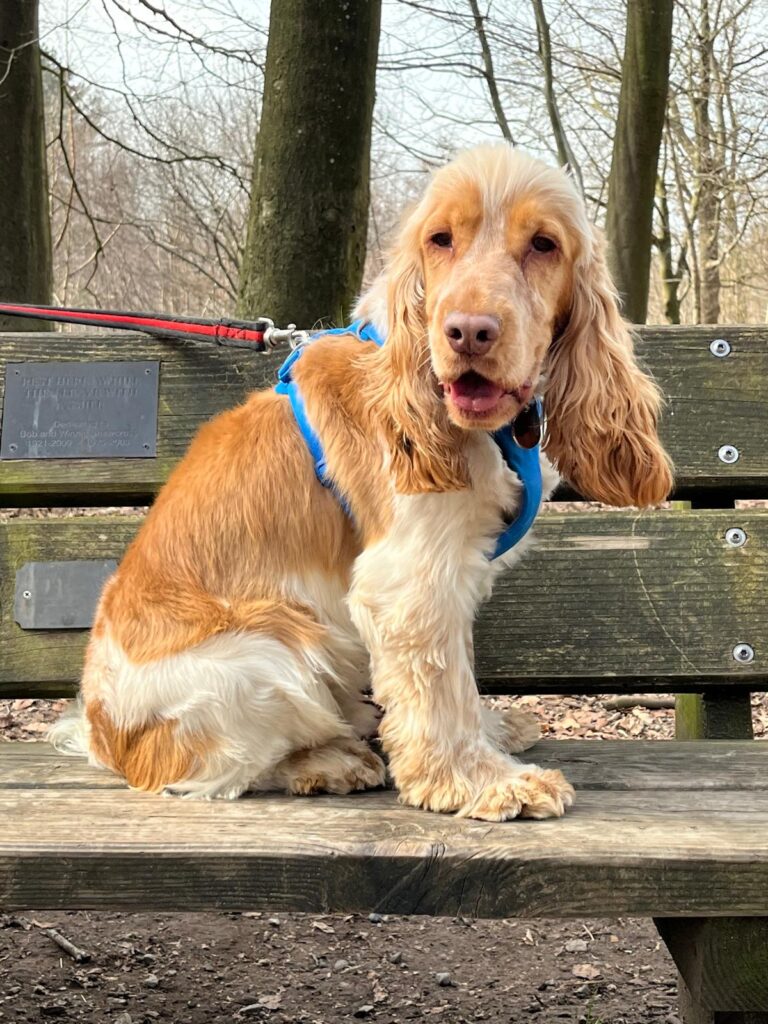 Charlie 1