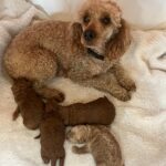 Rosie and Rusty Litter with Mum - March 2025