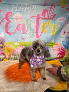 Easter at Reapmoor Dogs 2026