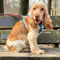 Charlie 1