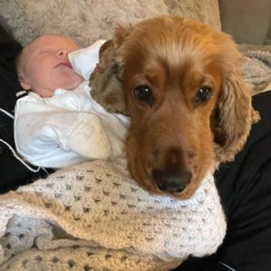 George - a reapmoor dog in his new home