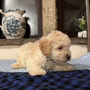 Peggy Yogi 5 - Cream Boy - Blue Collar - Poodle
