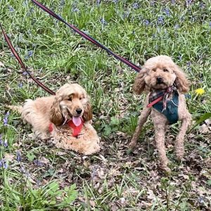 Reapmoor dog walking pic
