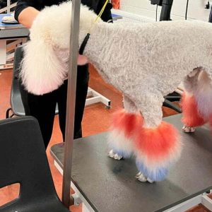 Reapmoor Grooming Poodle 500x500