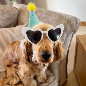 Reapmoor Dog with Personality with hat and glasses