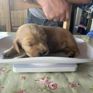 Reapmoor weighing puppy 500x500