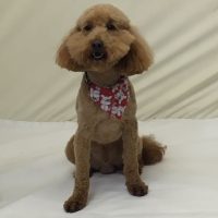 Rusty - Wrenspoodle Bailey - Stud Dog @ Reapmoor Dogs