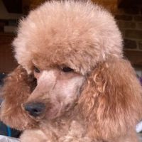 scarlett - mums - wrenspoodle goldilocks