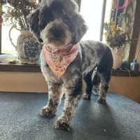 Picture of Violet, Reapmoor Mum