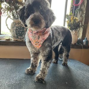 Picture of Violet, Reapmoor Mum