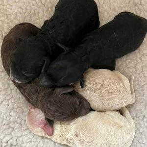 Yogi & Peggys First Litter of pups